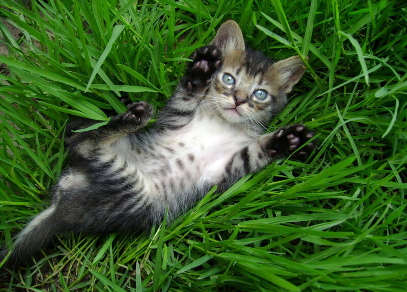 Tabby Kitten in Grass — Green, Playful, Afternoon, Photograph, Brown