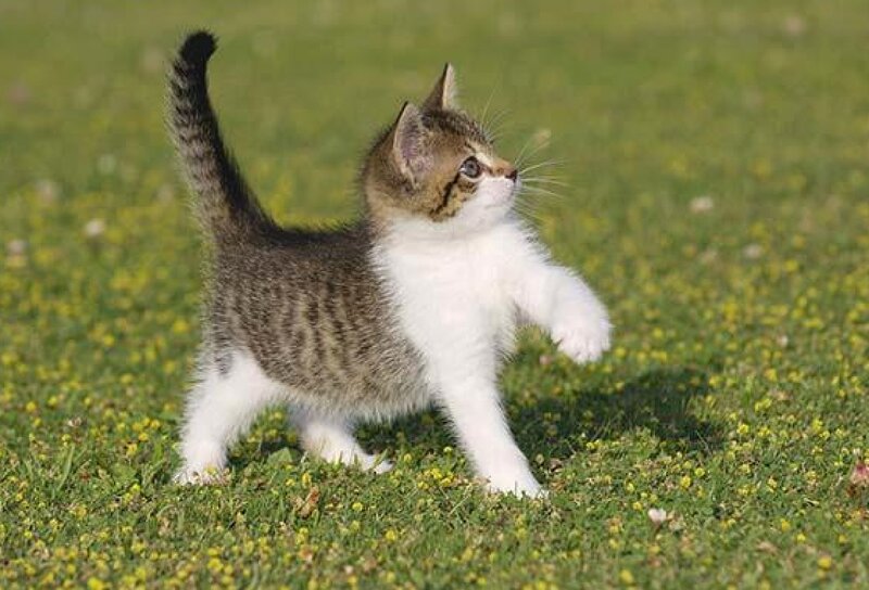 Tabby Kitten in Grass — Green, Playful, Afternoon, Photograph, Flowers