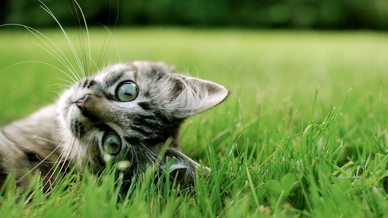 Tabby Kitten in Grass — Green, Playful, Afternoon, Photograph, Whiskers
