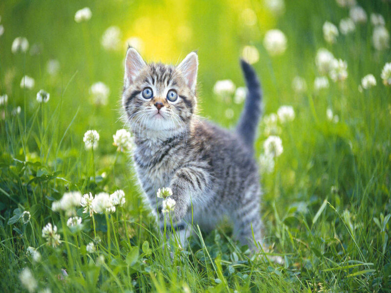 Tabby Kitten in Grass — Green, Playful, Afternoon