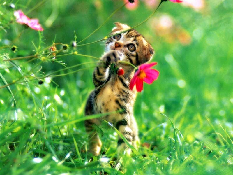 Tabby Kitten in Grass — Green, Playful