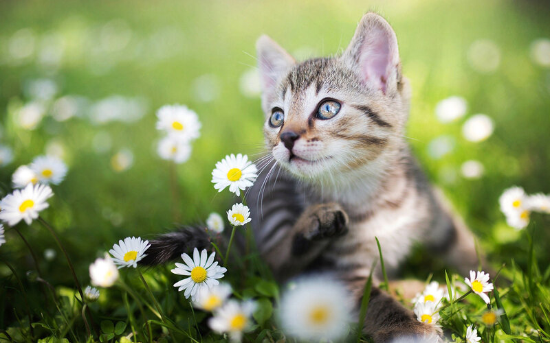 Tabby Kitten in Grass — Green, Serene, Afternoon, Photograph, Daisies