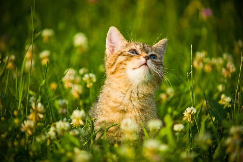 Tabby Kitten in Grass — Green, Serene, Afternoon