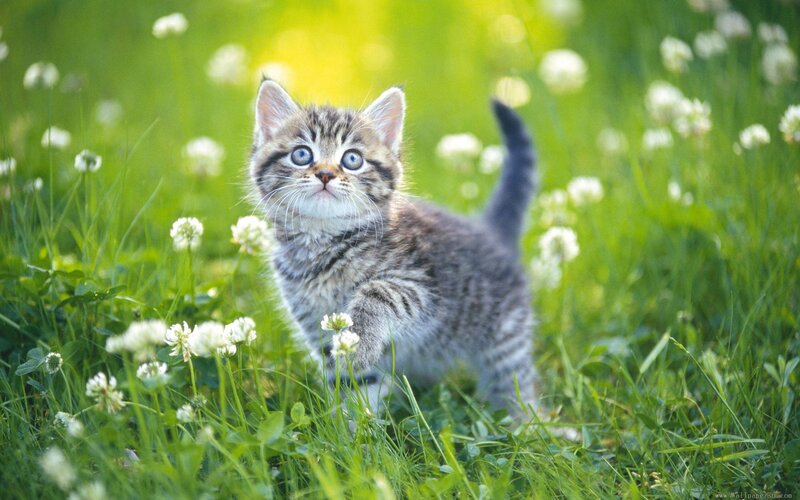 Tabby Kitten in Grass — Green, Serene, Morning