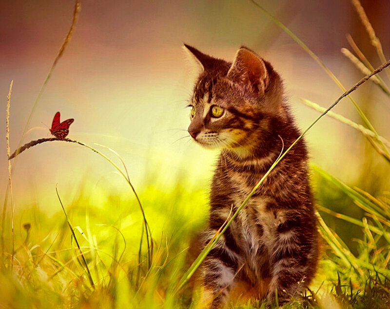 Tabby Kitten in Grass — Green, Serene, Sunset