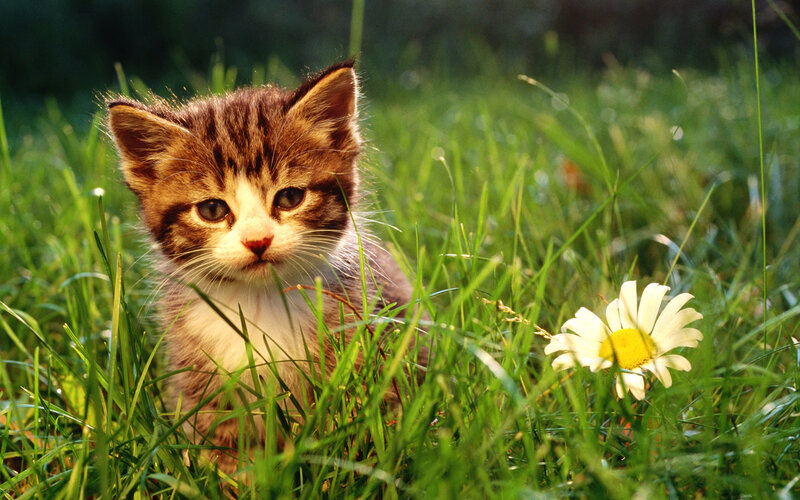 Tabby Kitten in Grass — Green, Serene