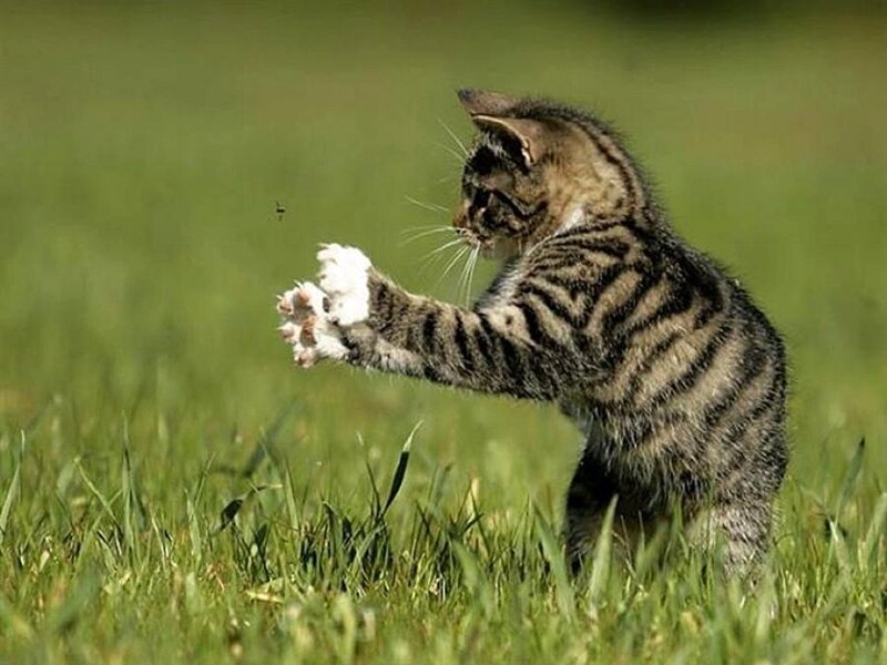 Tabby Kitten in Grass — Green