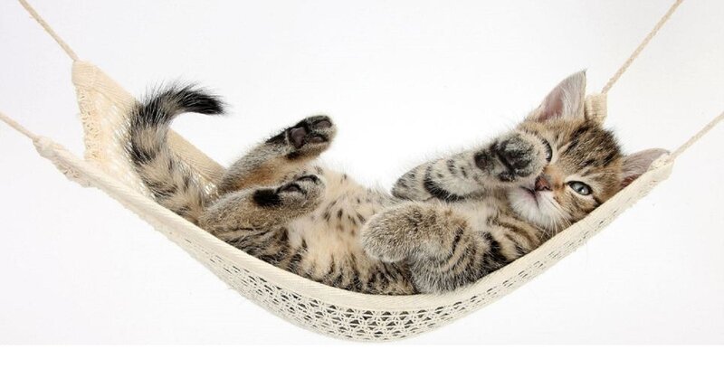 Tabby Kitten in Hammock — Beige