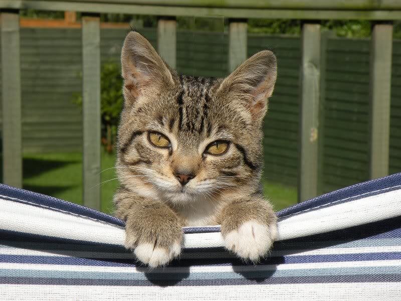Tabby Kitten in Hammock