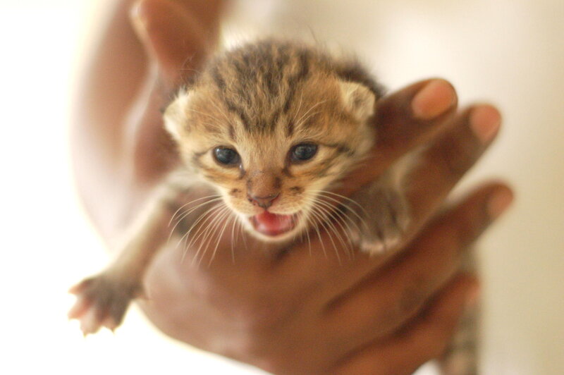Tabby Kitten in Hand