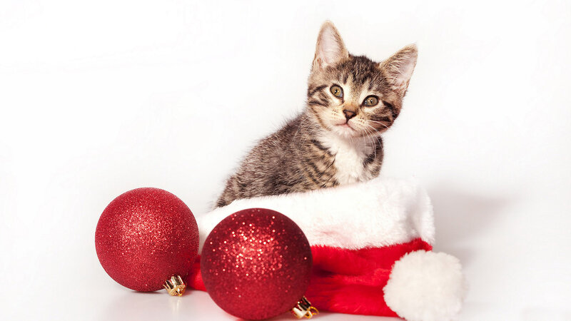 Tabby Kitten in Hat — Red, Festive
