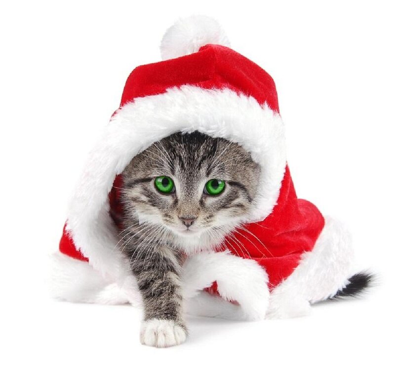 Tabby Kitten in Hat — Red