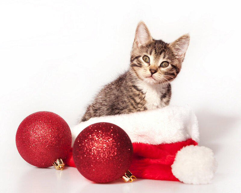 Tabby Kitten in Hat
