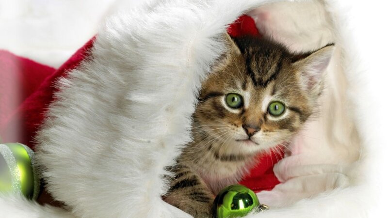 Tabby Kitten in Hat — White