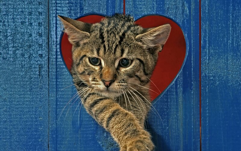 Tabby Kitten in Heart