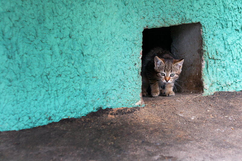 Tabby Kitten in Hole — Teal