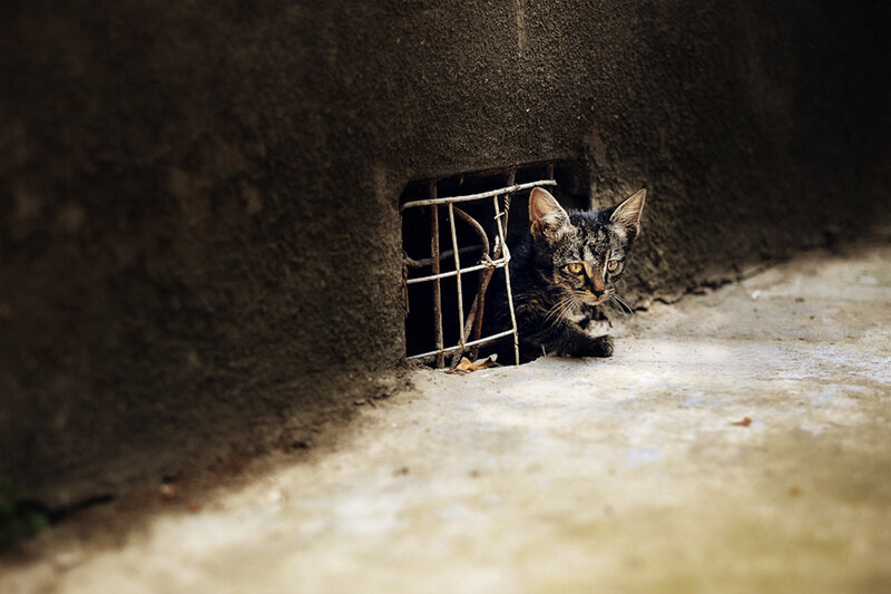 Tabby Kitten in Hole
