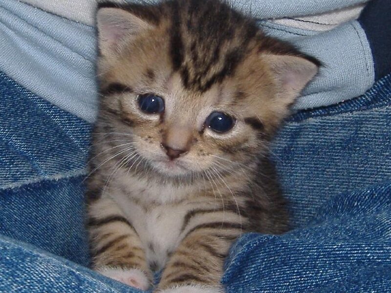 Tabby Kitten in Jeans
