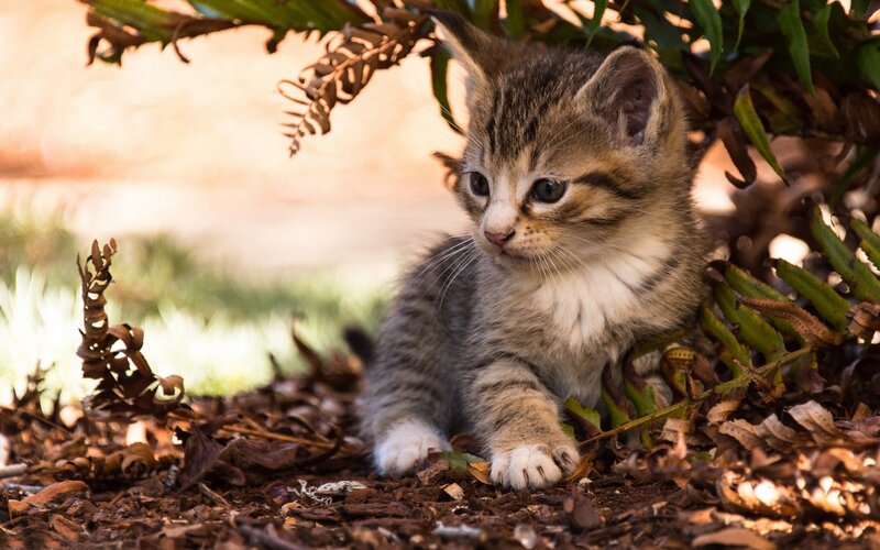 Tabby Kitten in Leaves — Brown, Calm, Afternoon