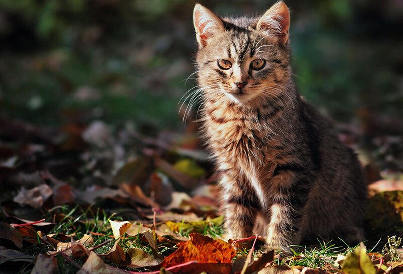 Tabby Kitten in Leaves — Brown, Calm