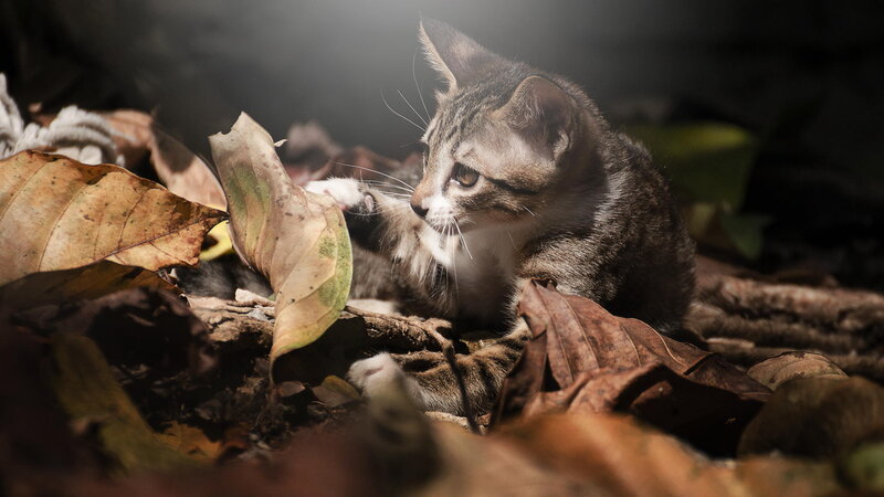 Tabby Kitten in Leaves — Brown, Dramatic