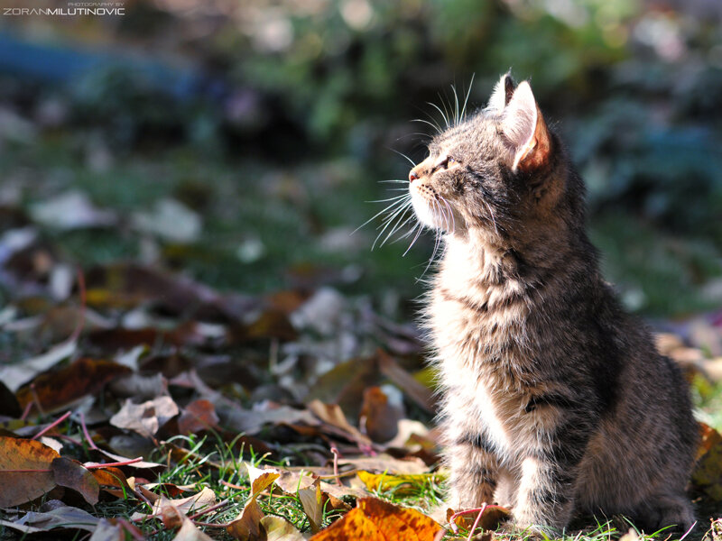 Tabby Kitten in Leaves — Brown