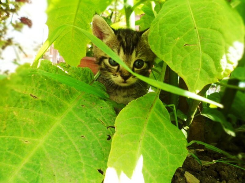 Tabby Kitten in Leaves — Green, Curious