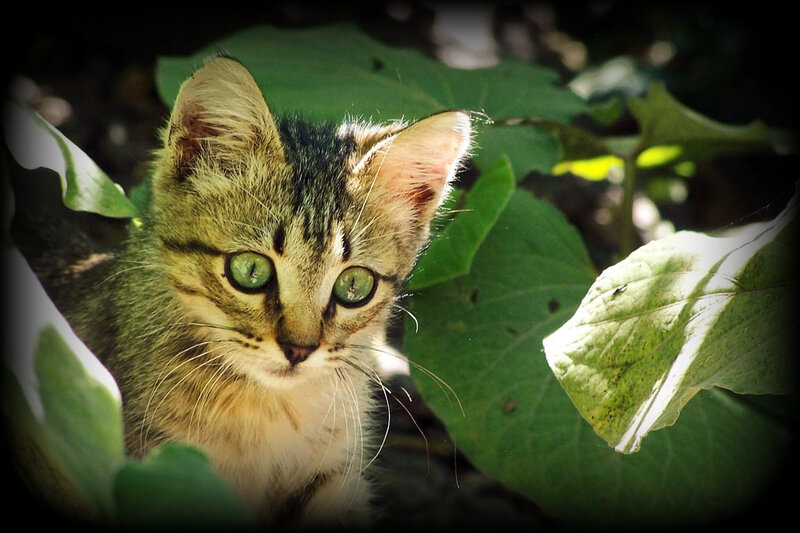 Tabby Kitten in Leaves — Green