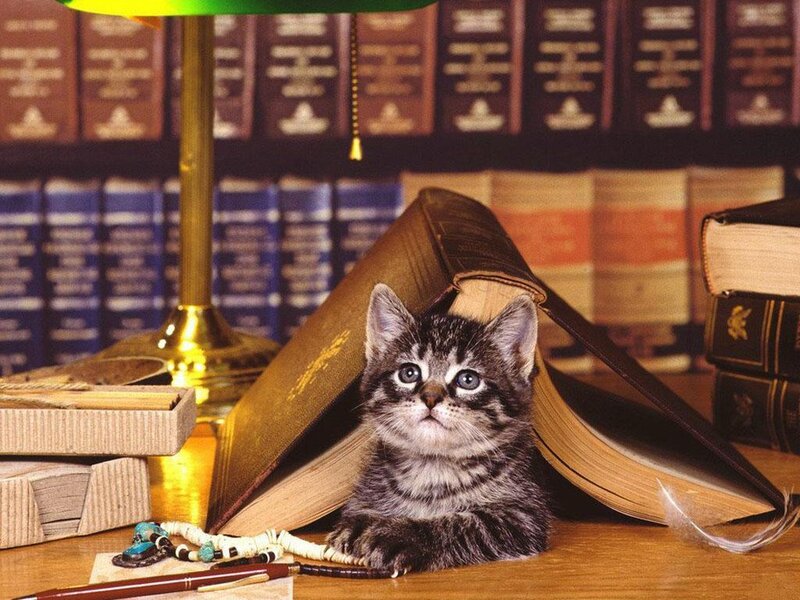 Tabby Kitten in Library