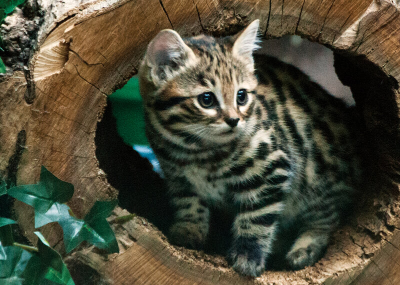Tabby Kitten in Log — Brown