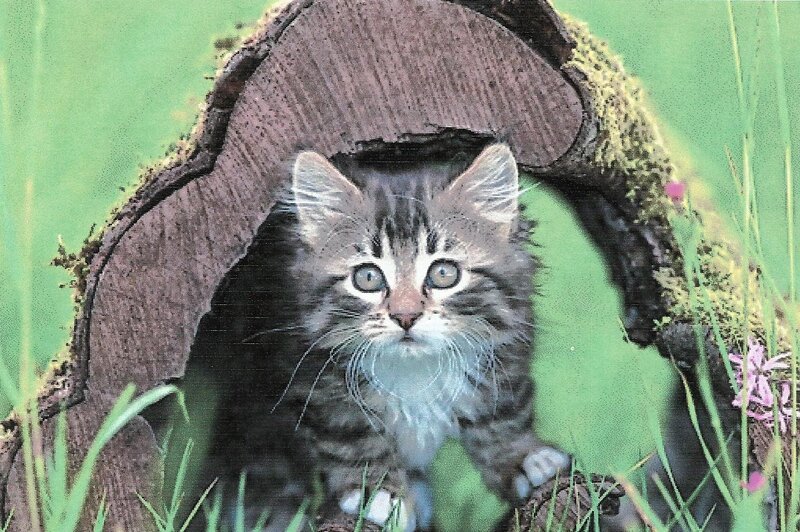 Tabby Kitten in Log