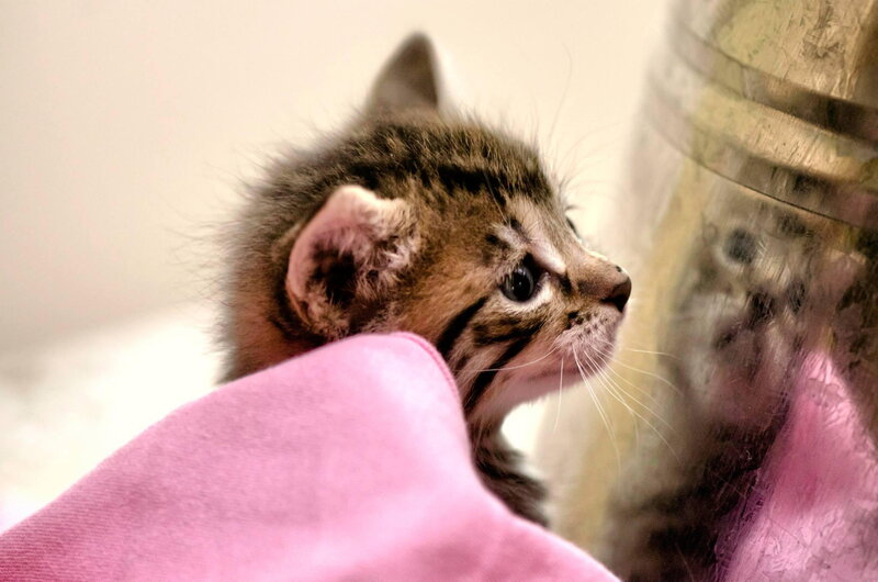 Tabby Kitten in Pink Cloth