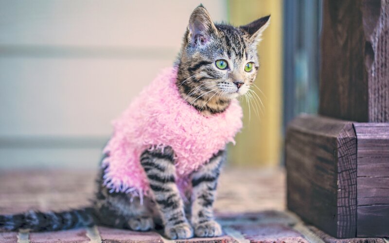 Tabby Kitten in Pink Sweater