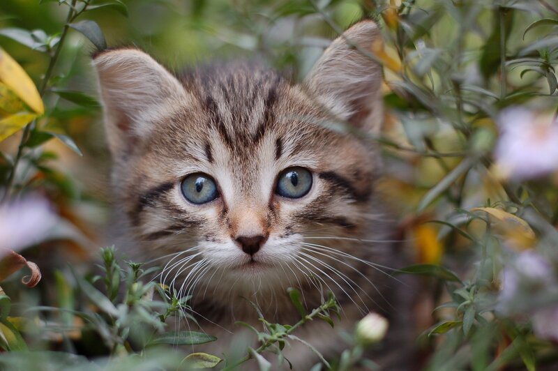 Tabby Kitten in Plants — Green
