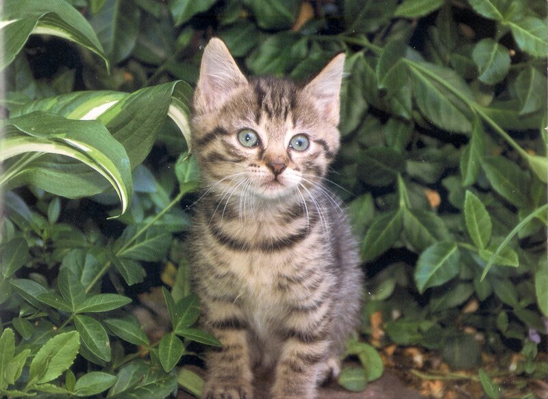 Tabby Kitten in Plants