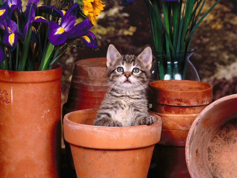 Tabby Kitten in Pot — Brown, Curious, Photograph