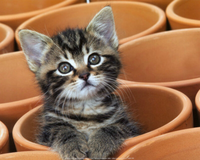 Tabby Kitten in Pot — Brown