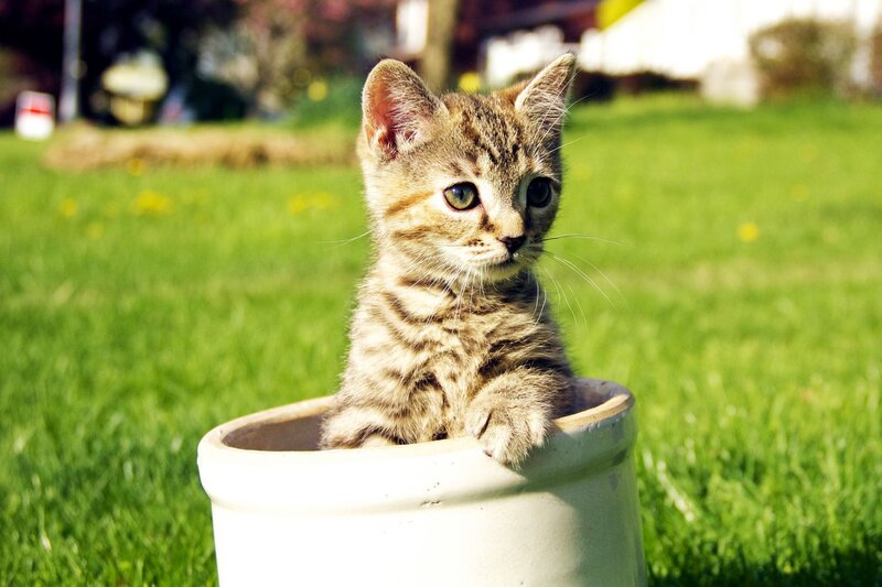 Tabby Kitten in Pot — Green, Calm