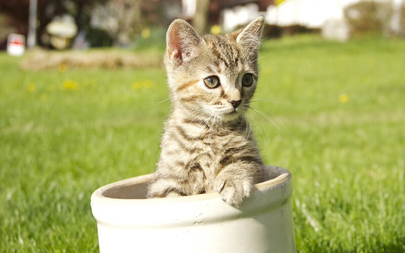 Tabby Kitten in Pot — Green