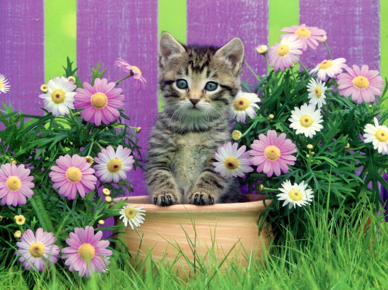 Tabby Kitten in Pot — Purple
