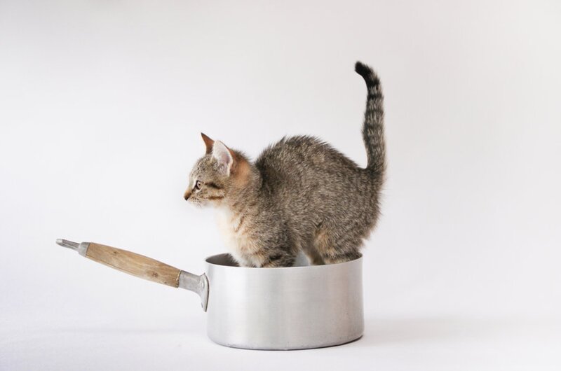 Tabby Kitten in Pot