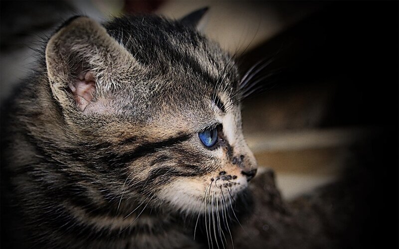 Tabby Kitten in Profile