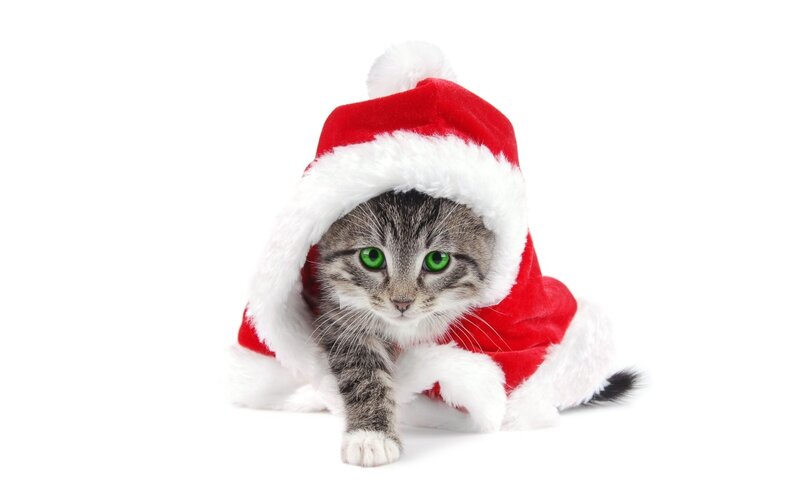 Tabby Kitten in Santa Hat — Red, Festive, Winter, Photograph