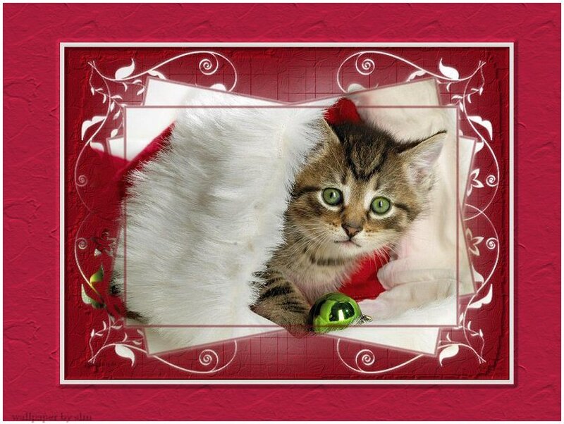 Tabby Kitten in Santa Hat
