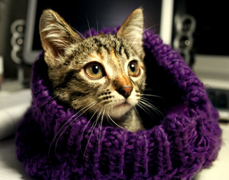 Tabby Kitten in Scarf