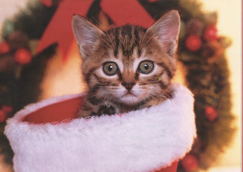 Tabby Kitten in Stocking — Red