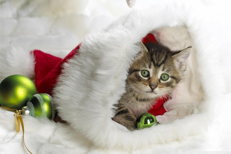 Tabby Kitten in Stocking