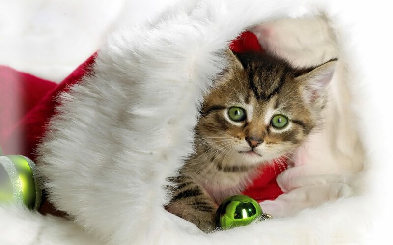 Tabby Kitten in Stocking — White, Festive