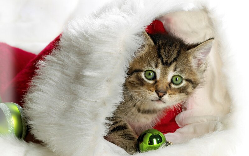Tabby Kitten in Stocking — White, Festive, Winter