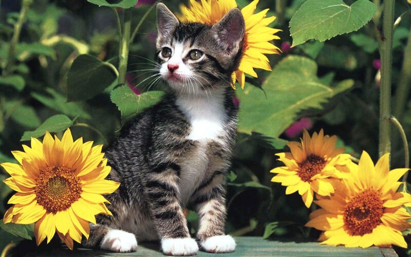 Tabby Kitten in Sunflowers